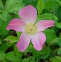 Rosa Carolina